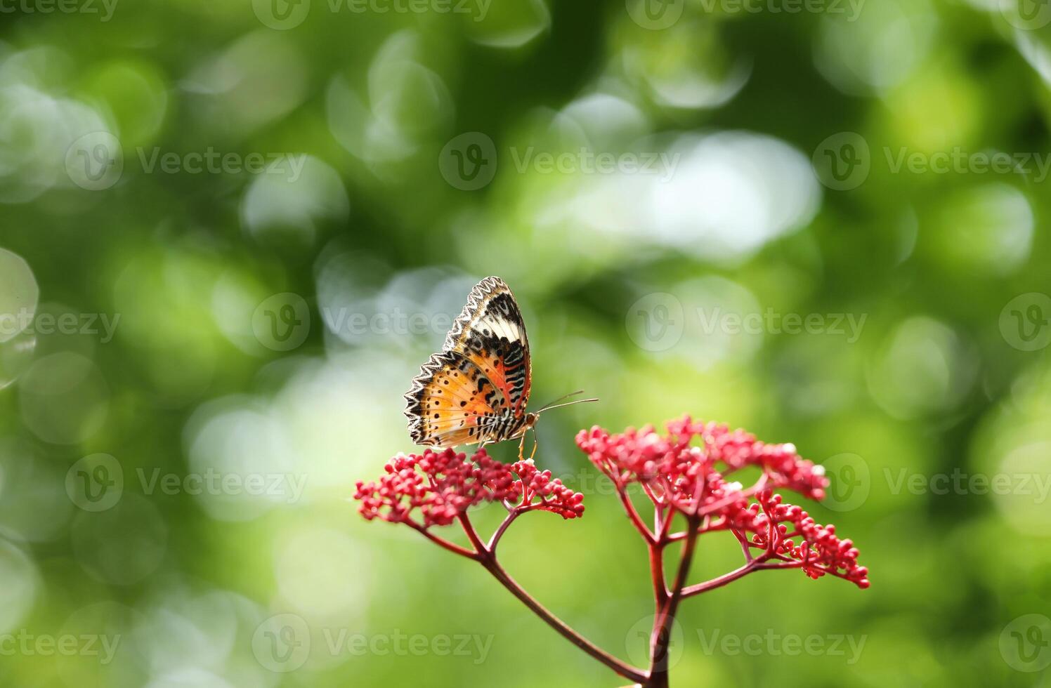 Leopard Lacewing butterfly on red flower with green bokeh background photo
