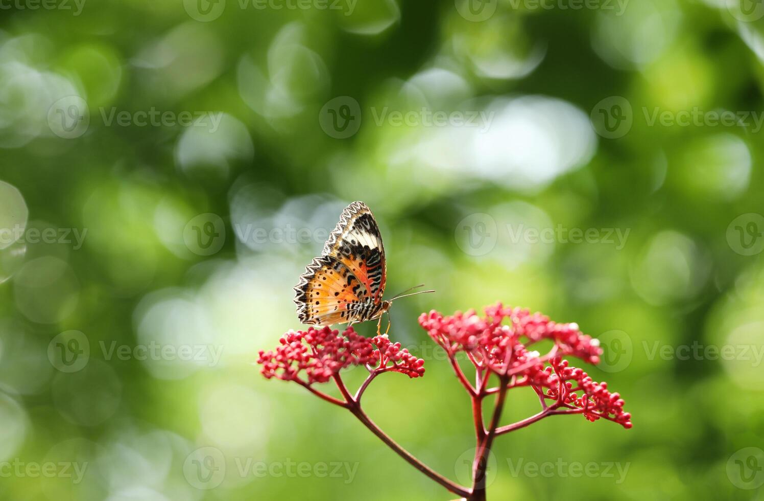 leopardo Lacewing mariposa en rojo flor con verde bokeh antecedentes foto