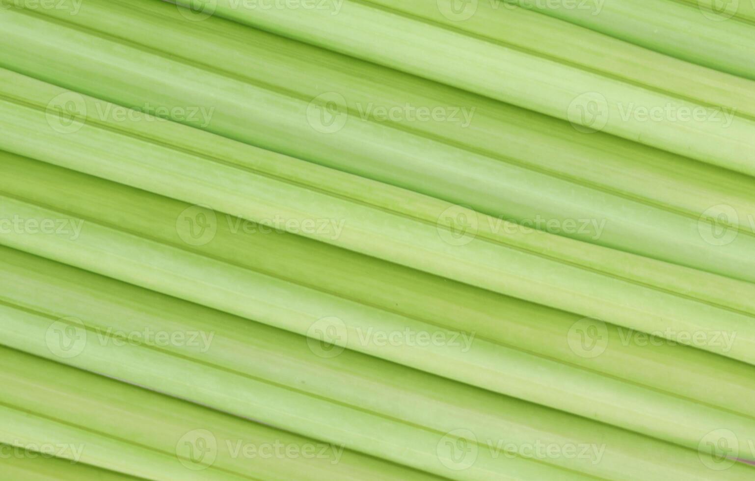 Close up image of green palm leaf background photo