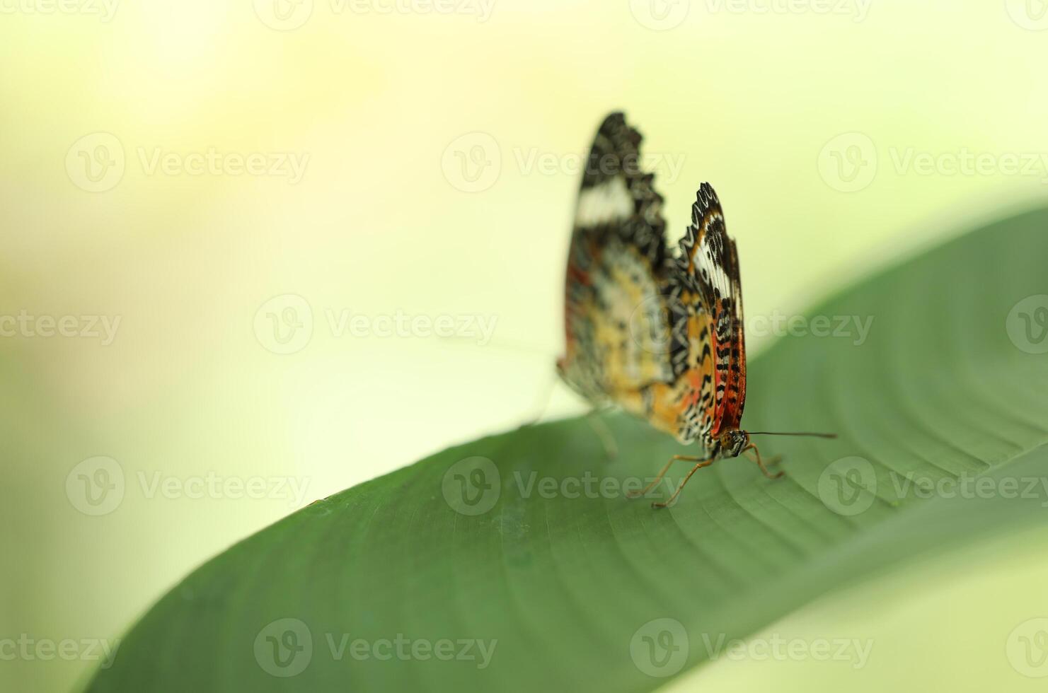 Butterflies breeding on green leaves with blurred background. photo