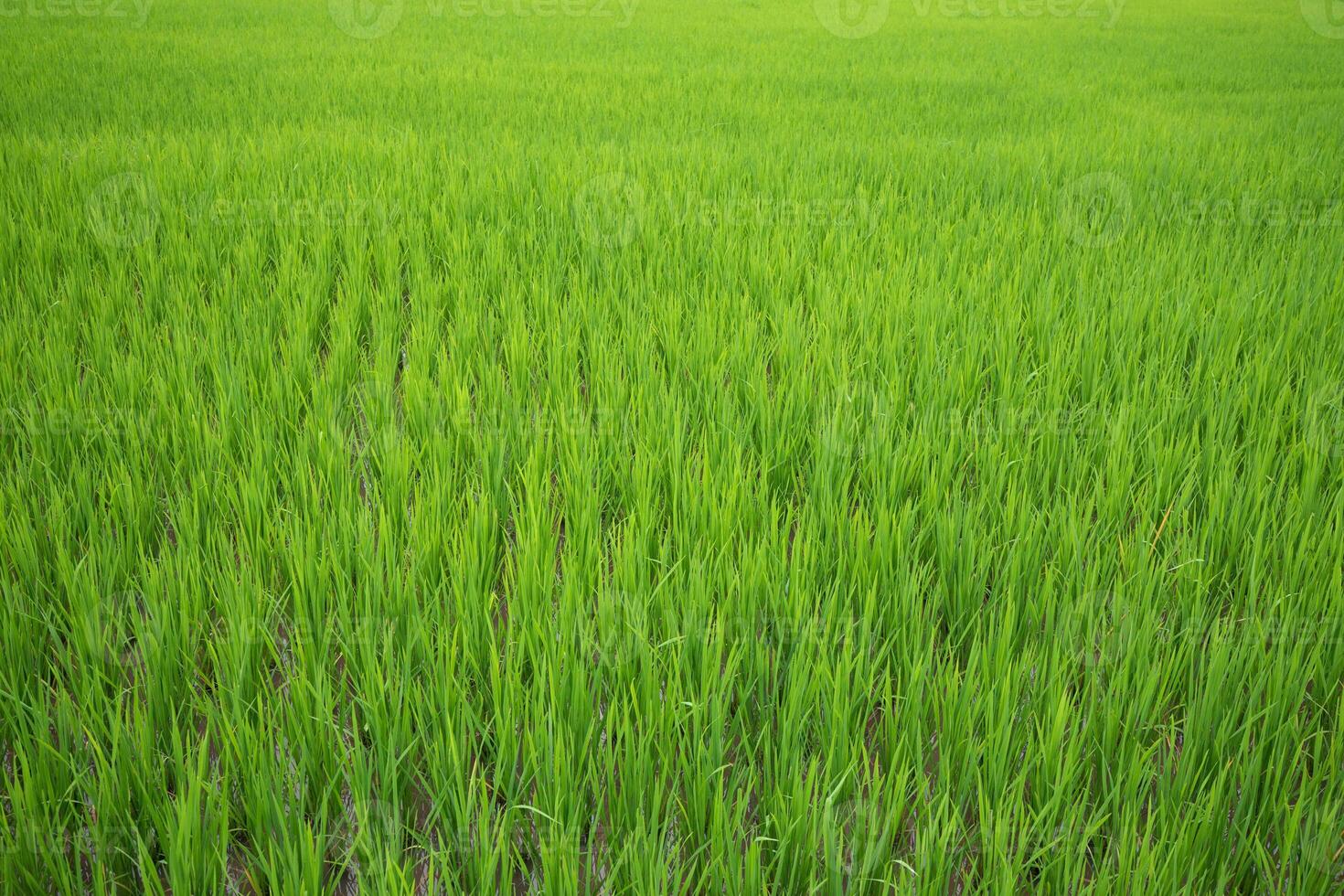Green paddy field at countryside in Nan province, northern of Thailand. photo
