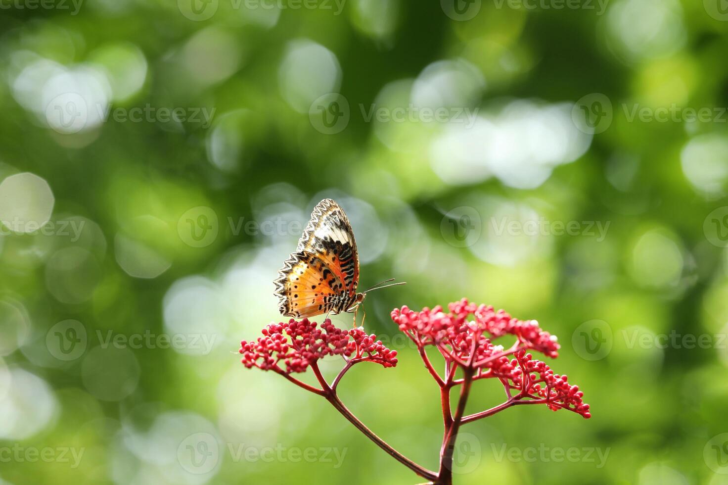 Leopard Lacewing butterfly on red flower with green bokeh background photo