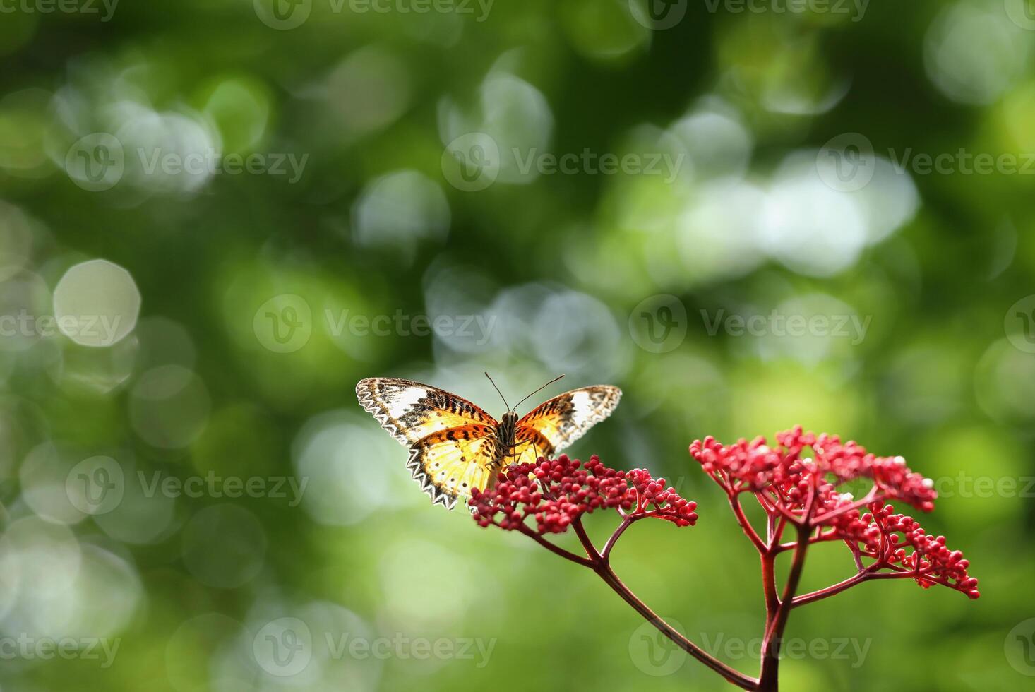 leopardo Lacewing mariposa en rojo flor con verde bokeh antecedentes foto