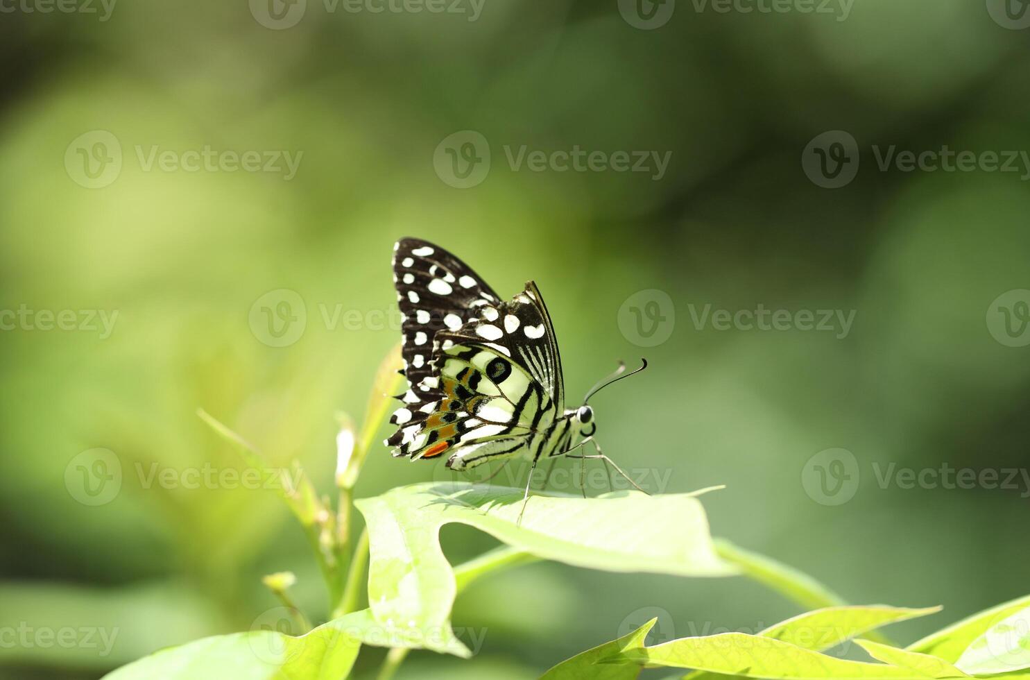 Parthenos sylvia butterfly on green leaf with blurred background photo