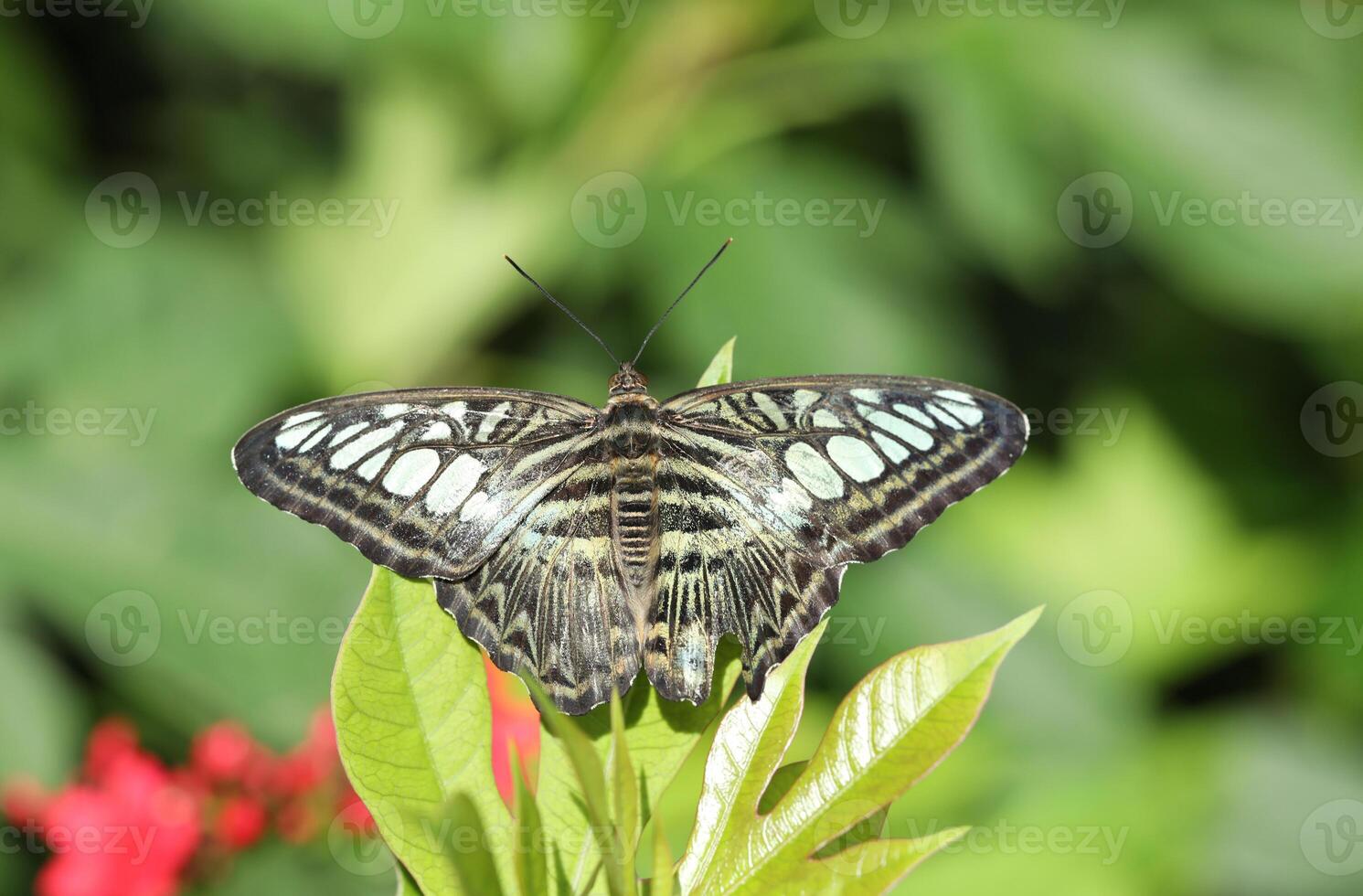 Parthenos sylvia butterfly on green leaf with blurred background photo