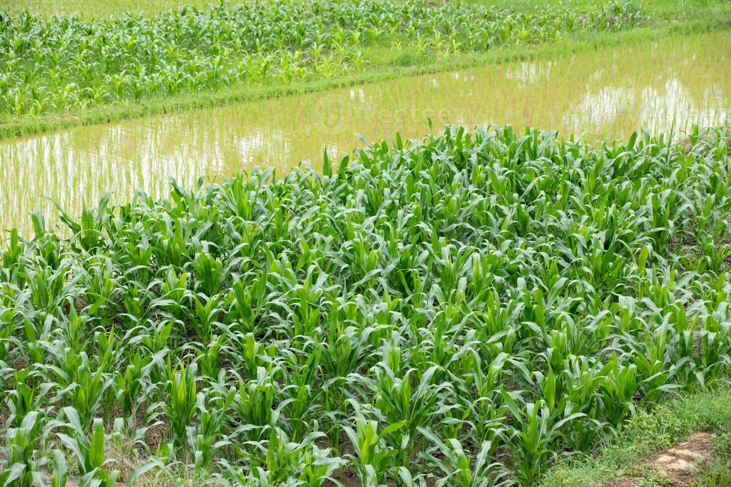 Top view of corn and terrace rice field at Nan province, Thaoland. photo