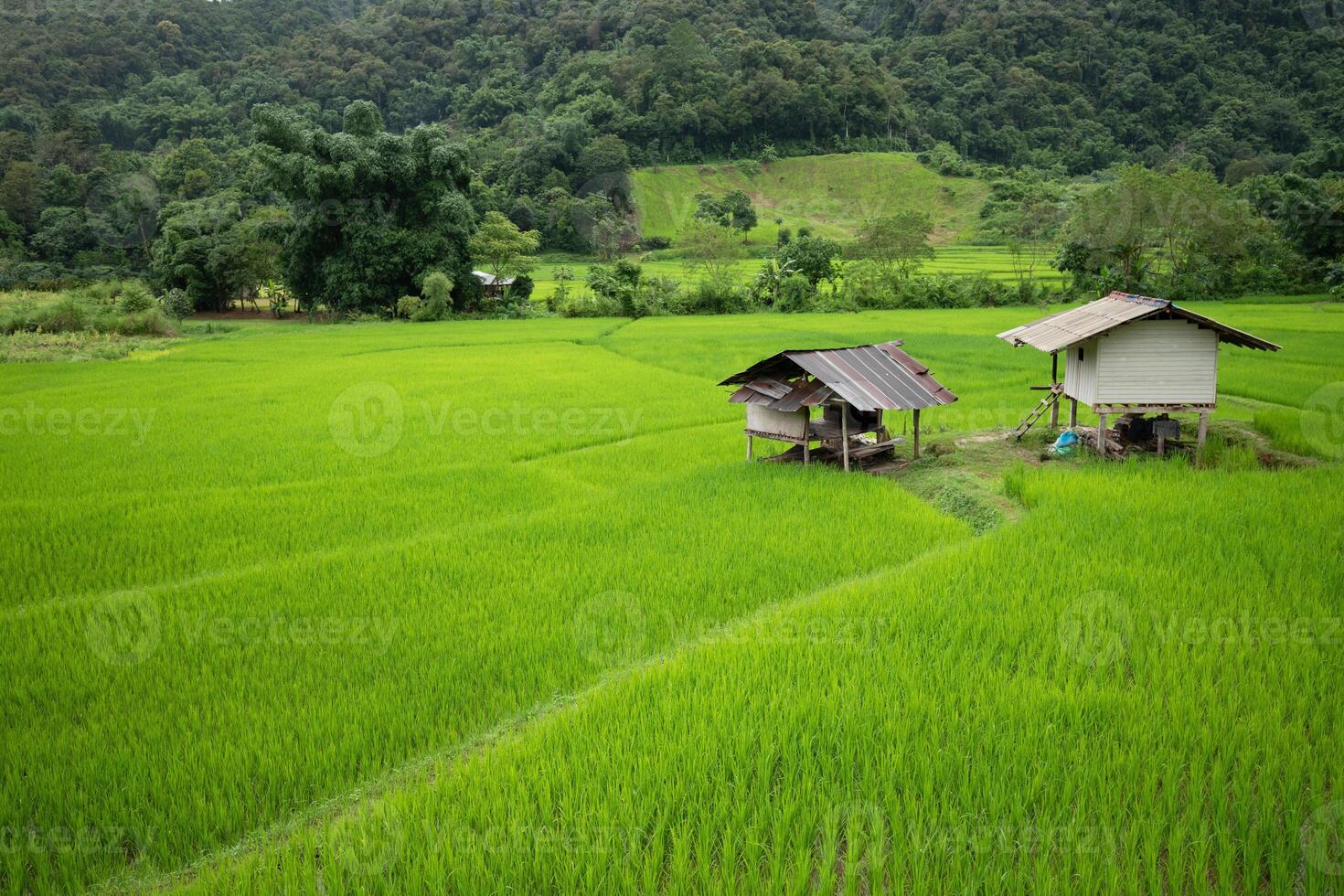 Top view of terrace rice field with old hut at Nan province, Thaoland. photo