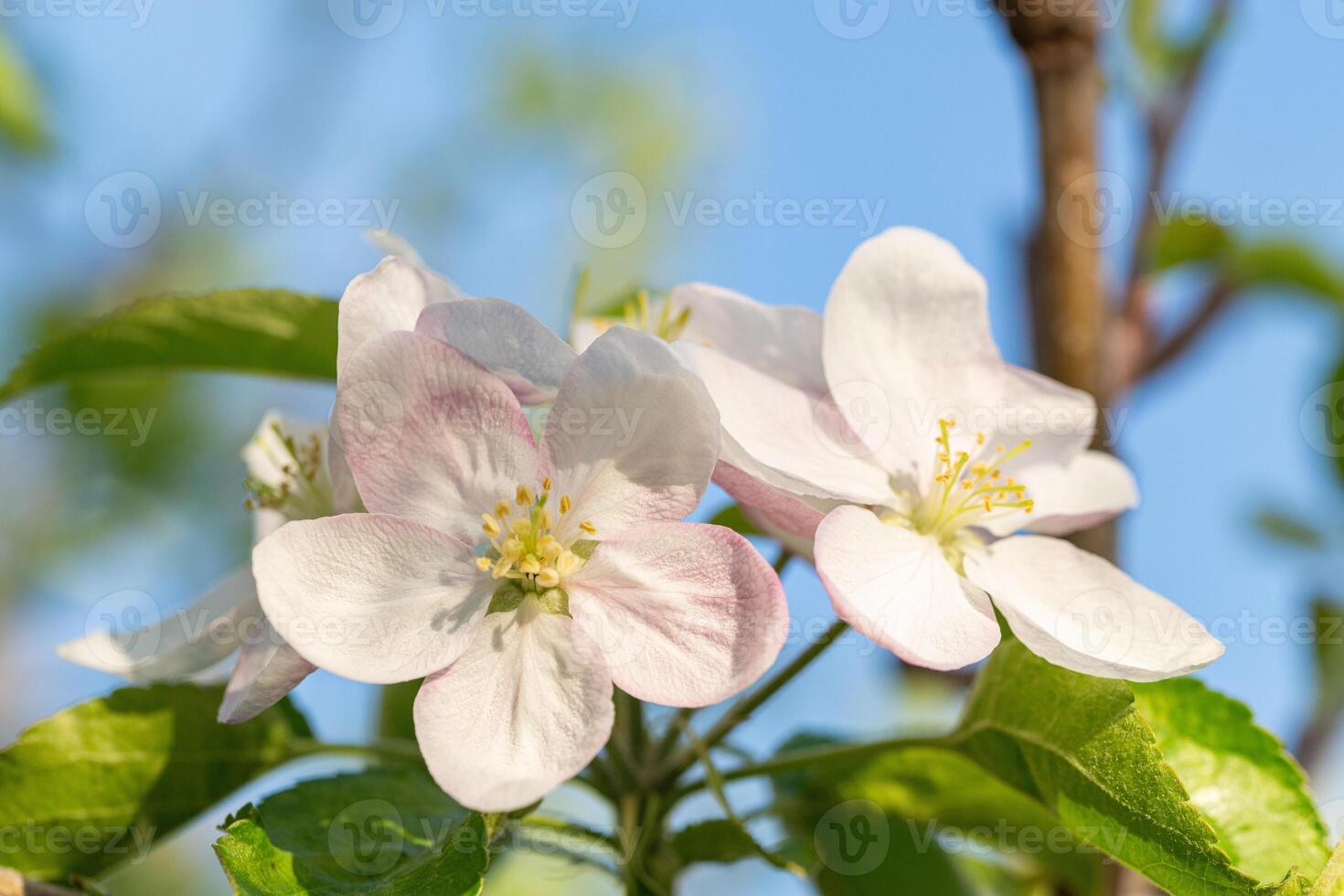 Apple flowers blossom photo