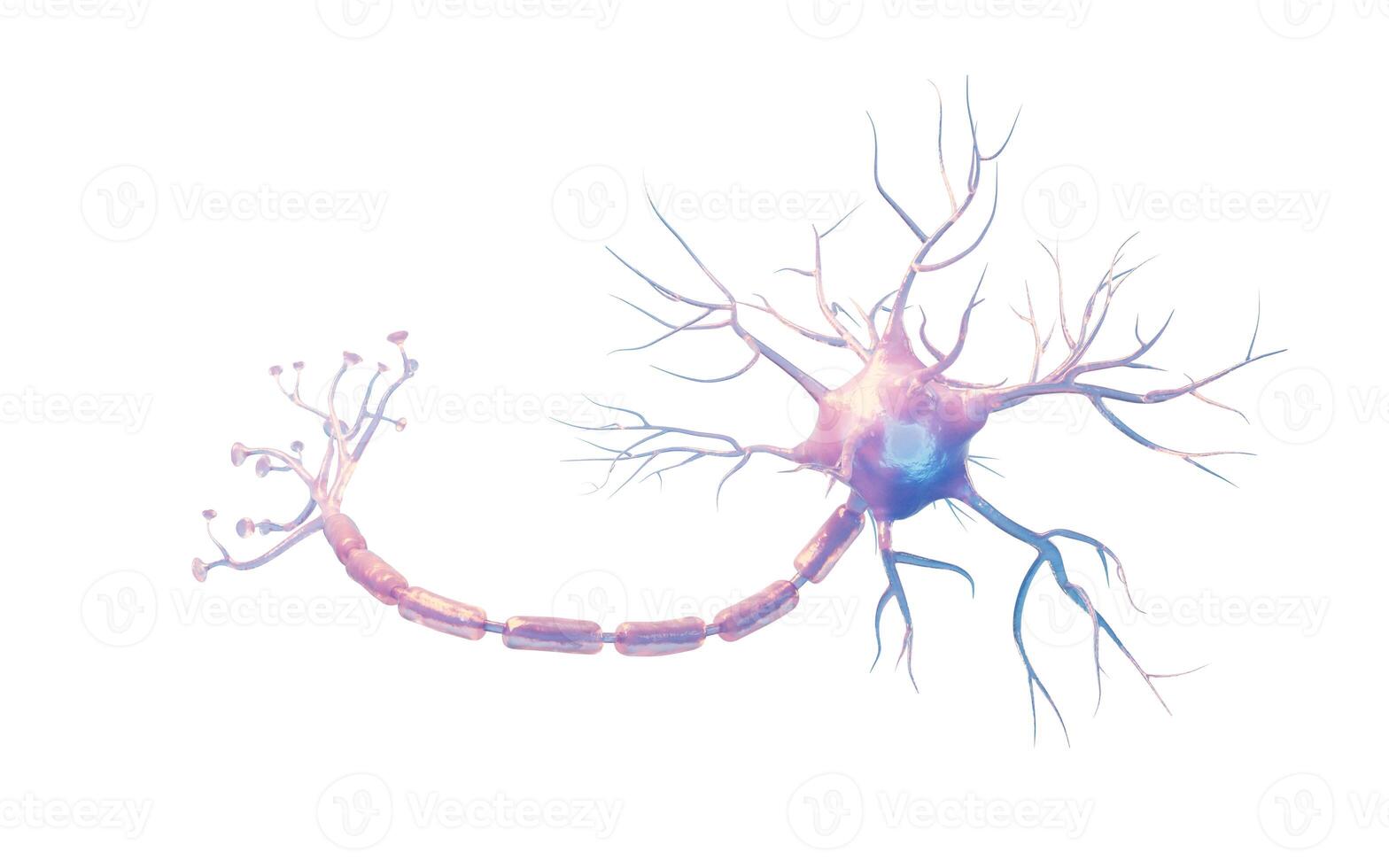 Isolated biology nerve cell, 3d rendering. photo