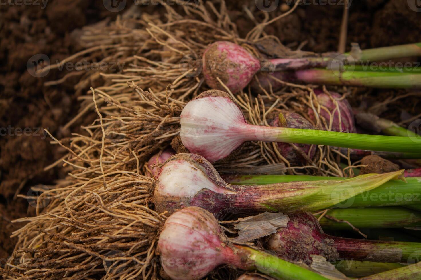 Fresh garlic, harvested directly from the garden, is a natural product photo