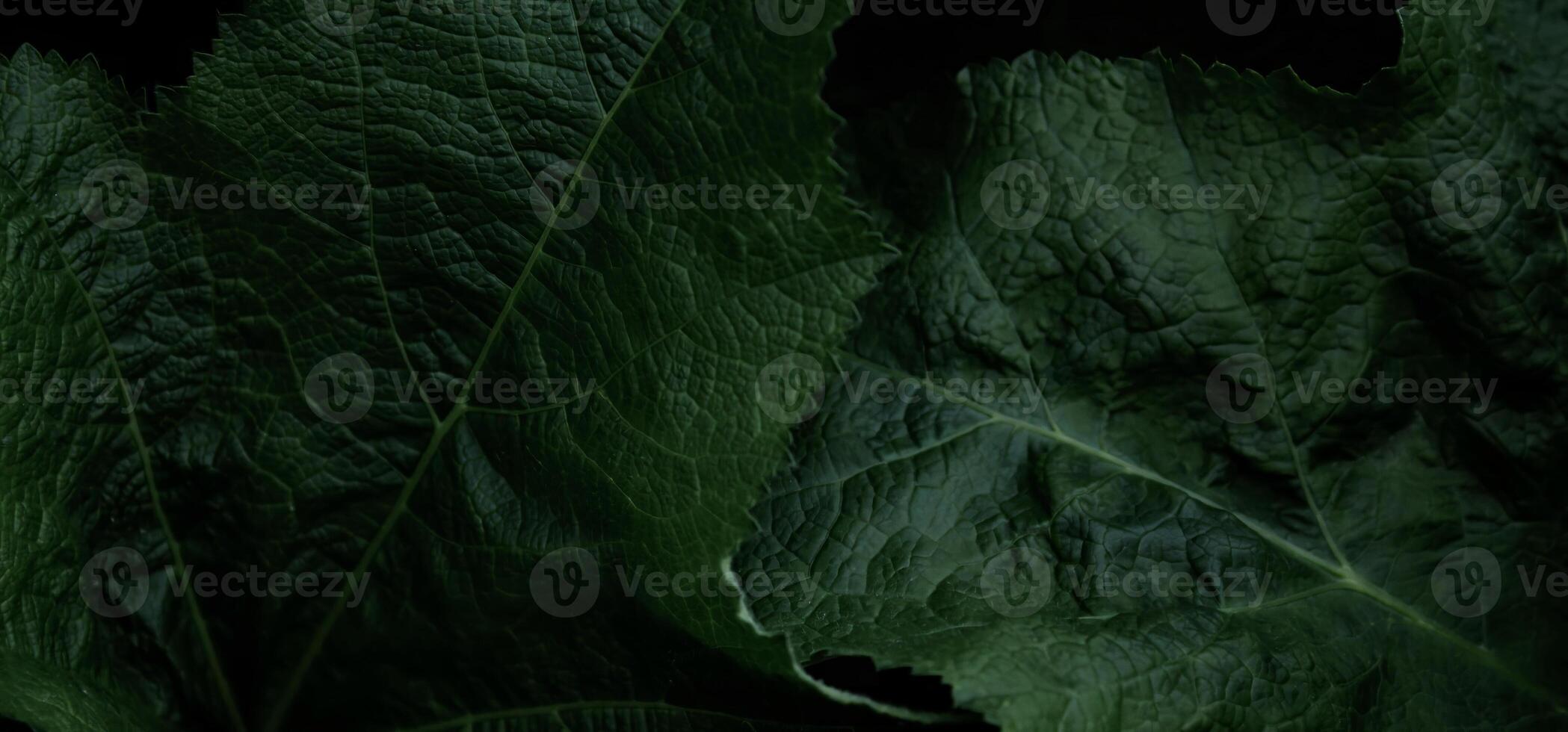 Photo background of plant leaves, creative work