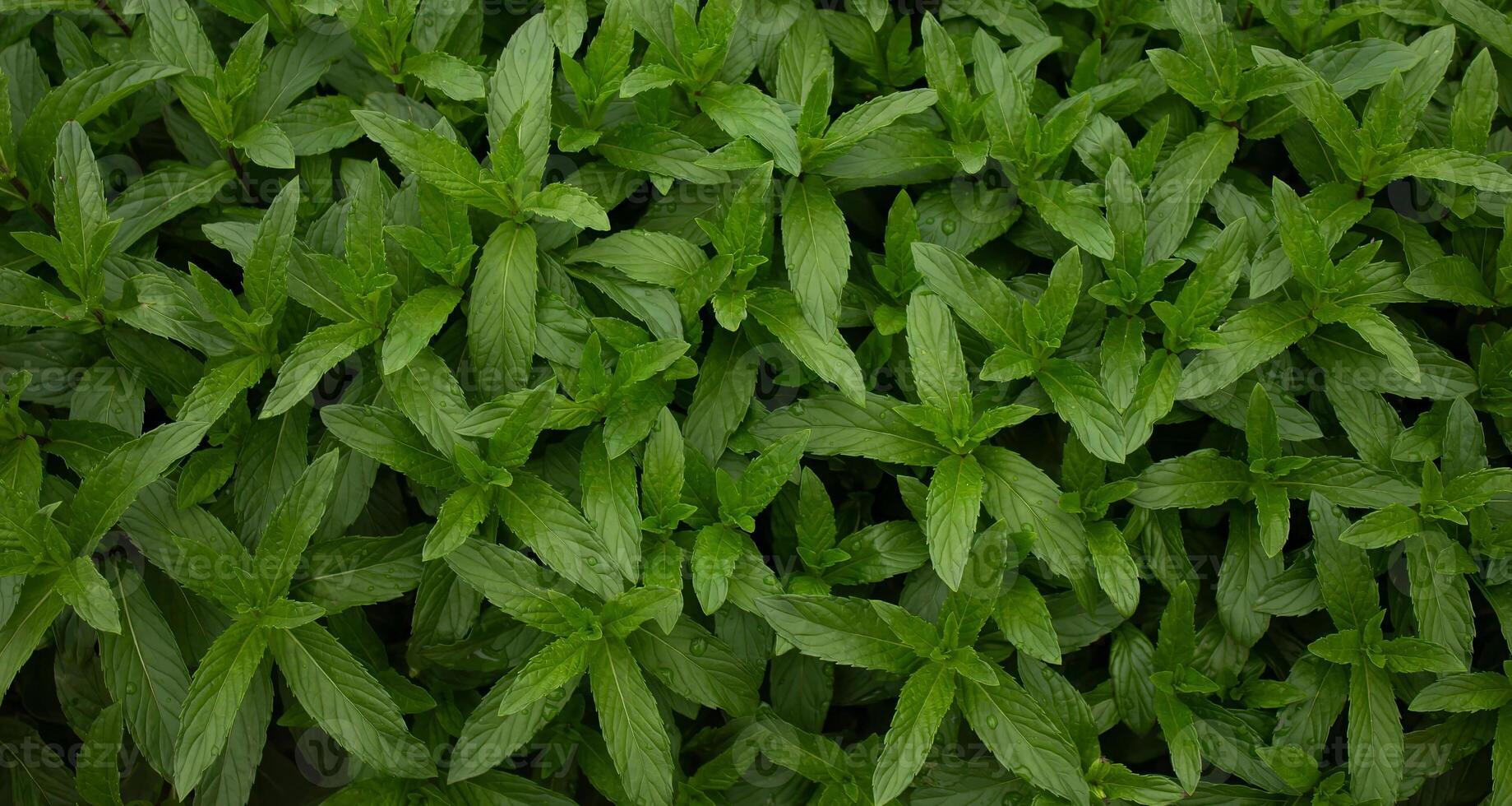 Mint grows in the garden in spring in April, for making mint tea photo