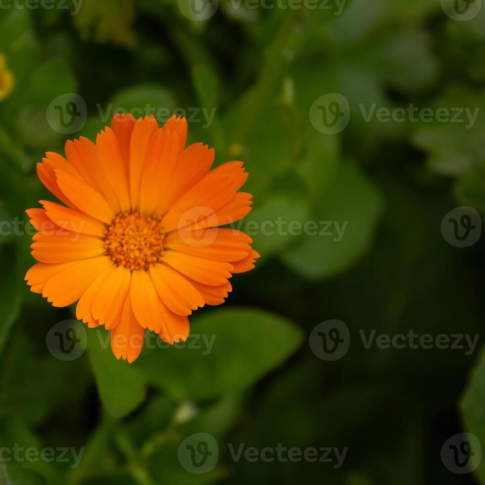 An orange flower blooms, with space for text photo