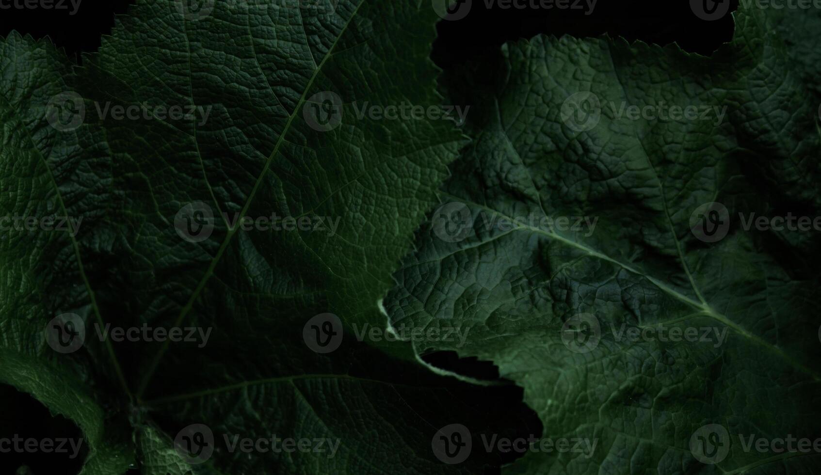Photo background of plant leaves, creative work