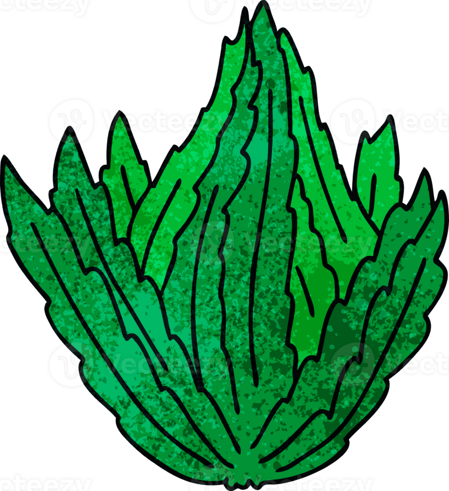 hand drawn quirky cartoon lettuce png