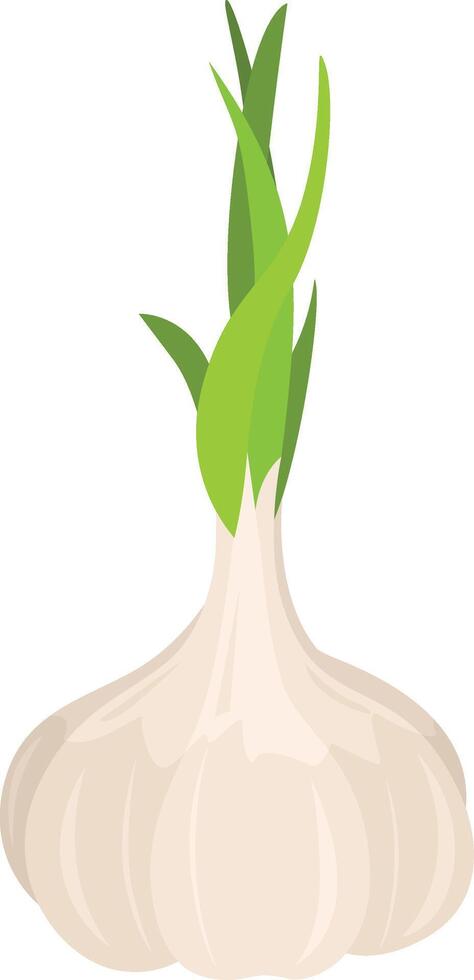 Fresh garlic isolated on white vector