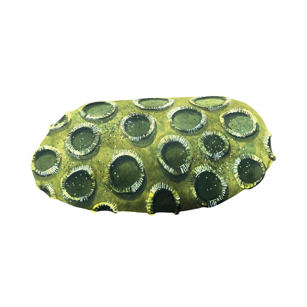 A sea sponge from coral reefs. Green, abstract, an object from the collection of Tropical fish. The watercolor illustration is isolated. For decoration and decoration of postcards, souvenirs, banners. vector