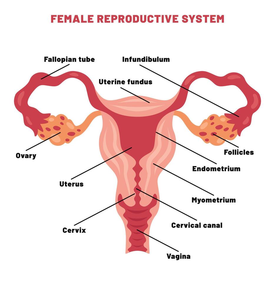 The Reproductive System of Human vector