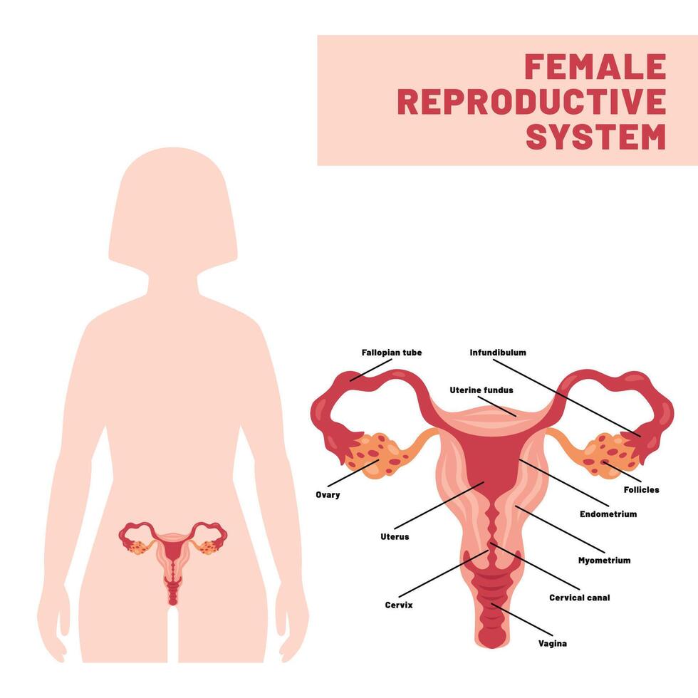 The Reproductive System of Human vector