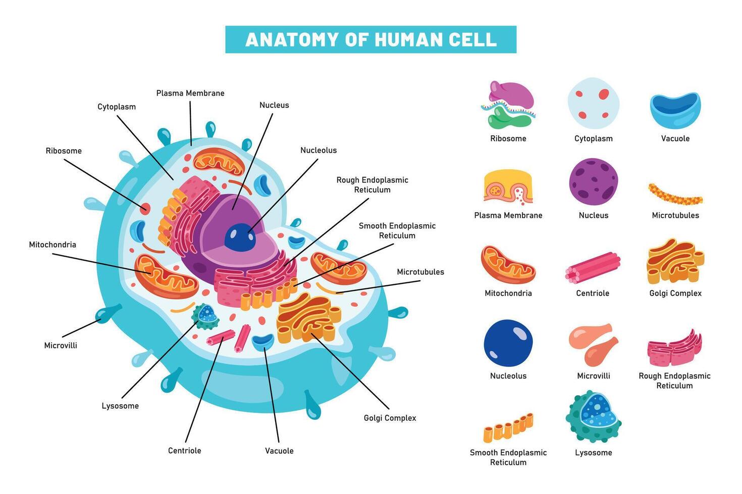 The Structure Of Human Cell vector