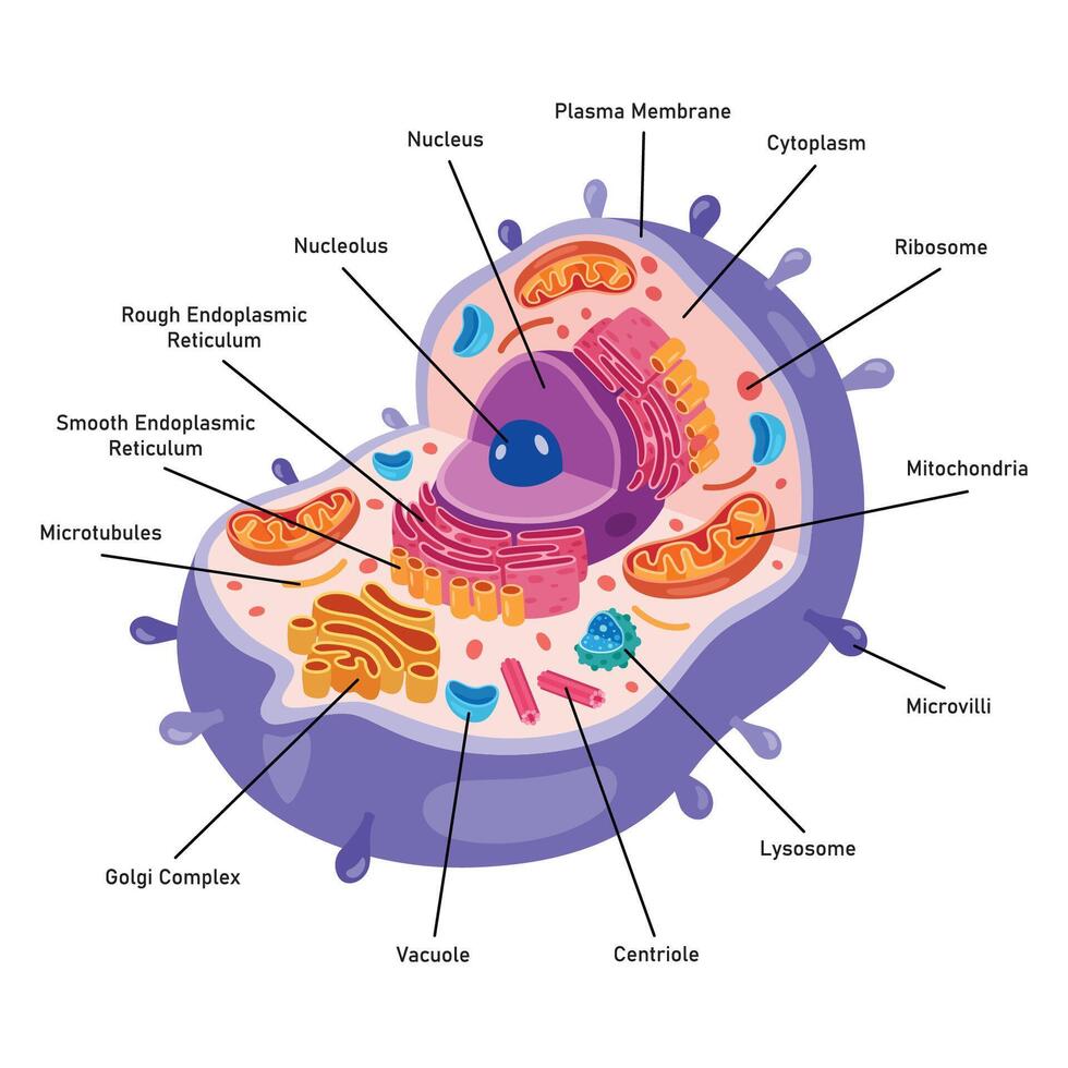 The Structure Of Human Cell vector