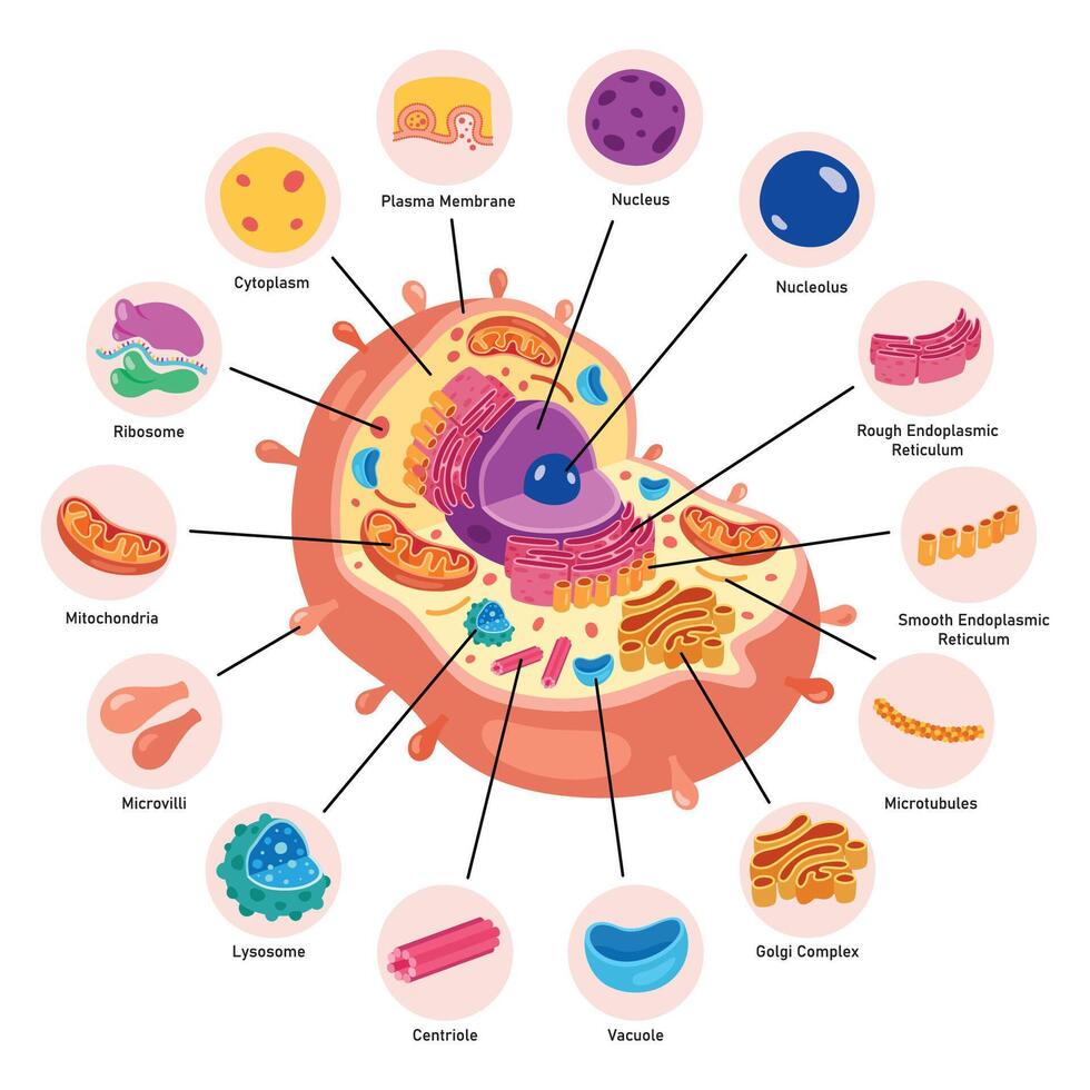 The Structure Of Human Cell 45079855 Vector Art at Vecteezy Biology Diagrams
