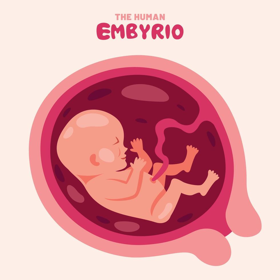 Anatomy Of A Human Embyrio vector