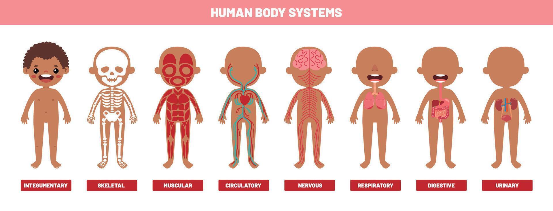 Drawing Of Human Body Systems vector
