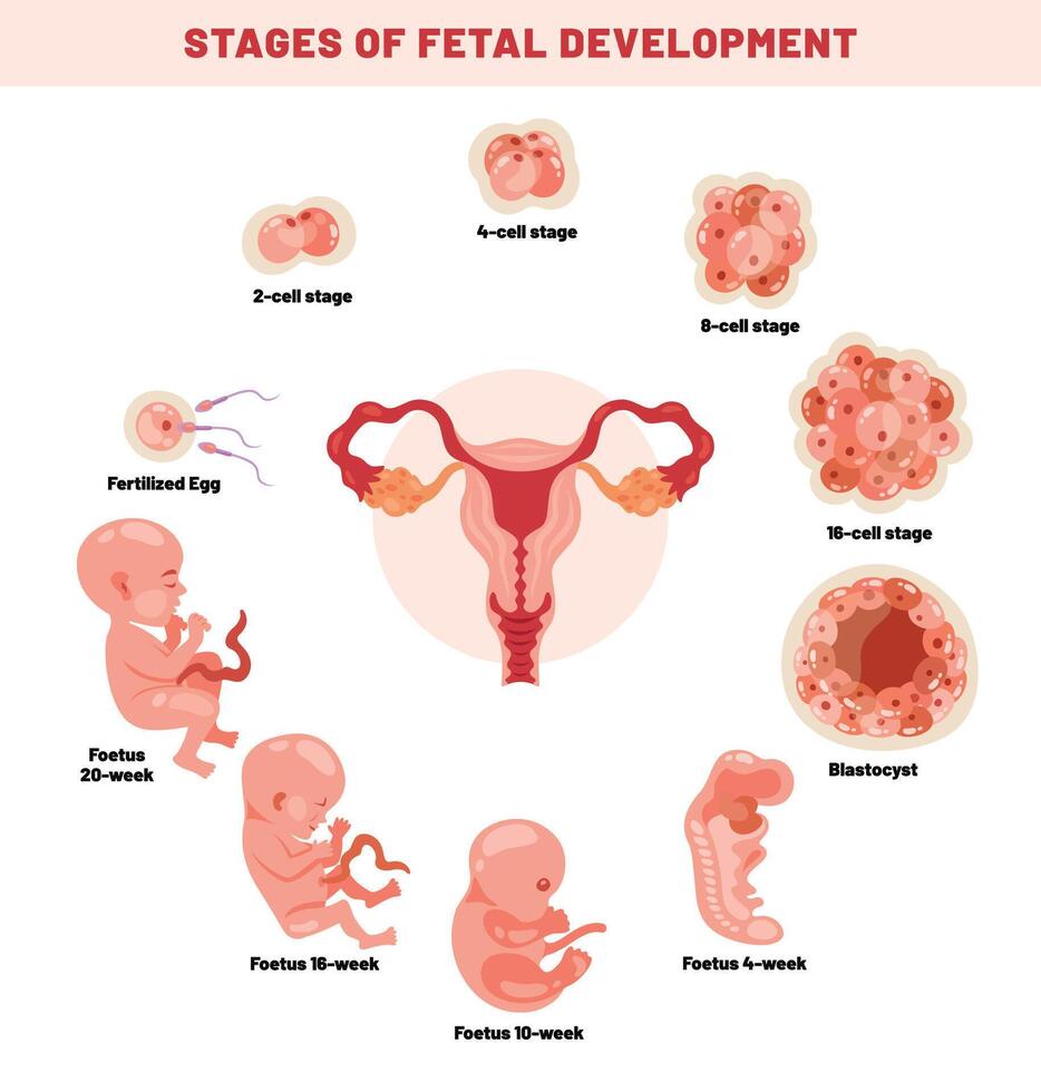 Fetal Development Of An Embyrio vector