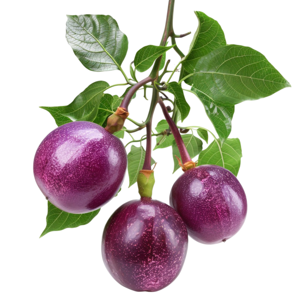 The Ultimate Guide to Passion Fruit png