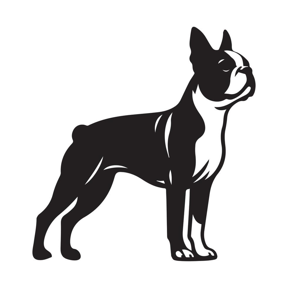 Boston Terrier - Boston Terrier dog standing illustration in Black and white vector