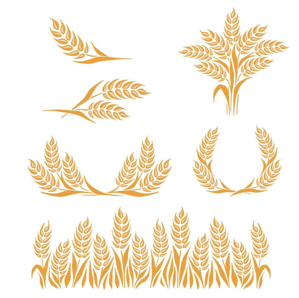 Grains plants and cereal, rye barley and wheat ear spikes. Bakery food concept. Hand drawn sketch illustration. vector