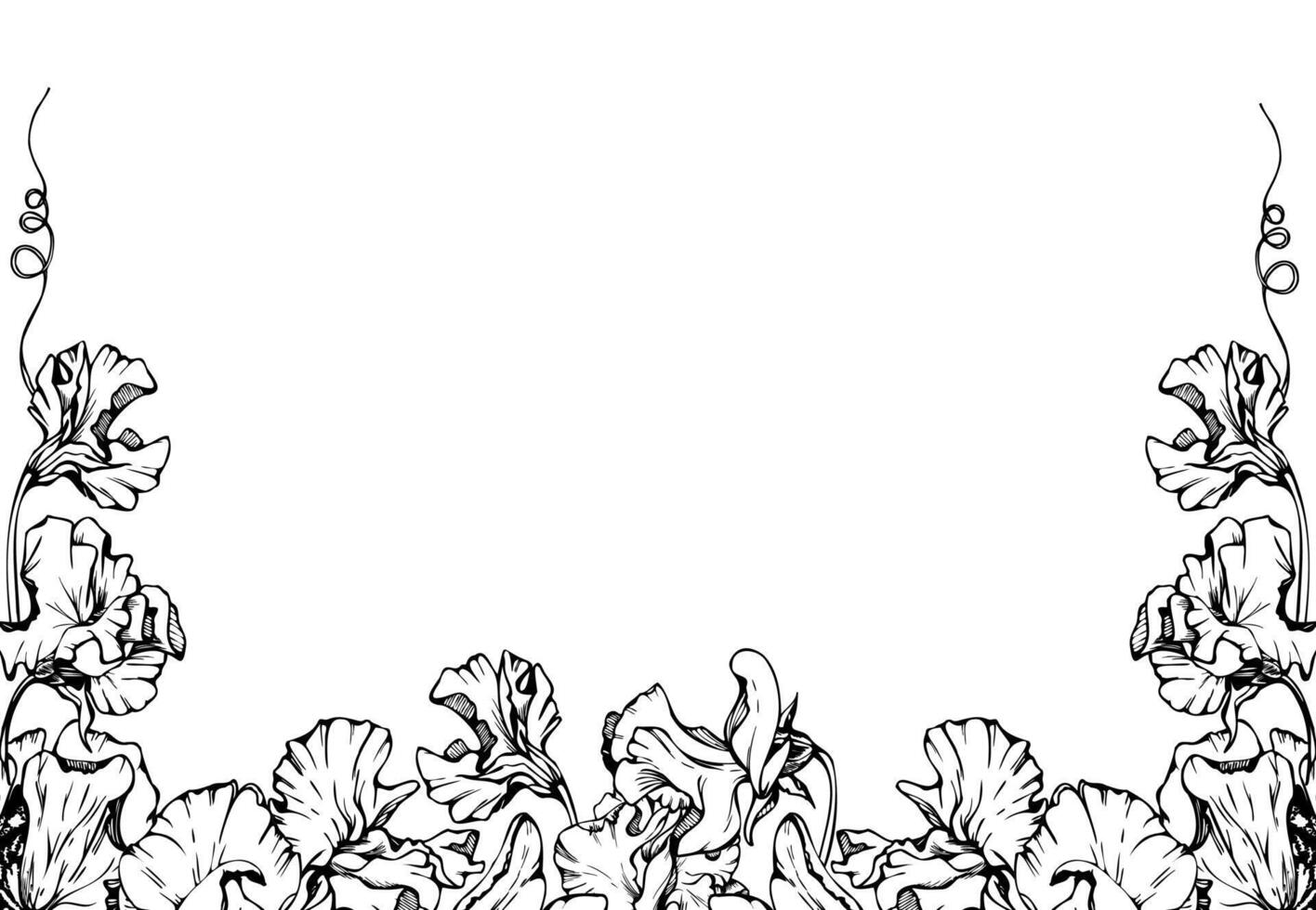 Hand drawn graphic ink illustration botanical flowers leaves. Sweet everlasting pea, vetch bindweed legume tendrils. Border frame isolated white background. Design wedding, cards, floral shop vector