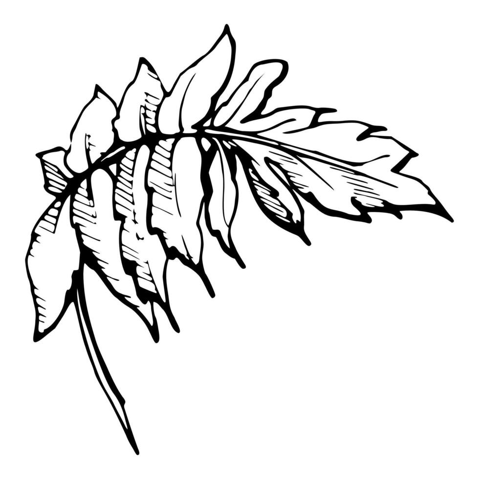 set of elements with hand drawn summer poppy leaves. Isolated on white background. Botanical graphic illustration. Design for invitations, wedding, love or greeting cards, paper, print, textile vector