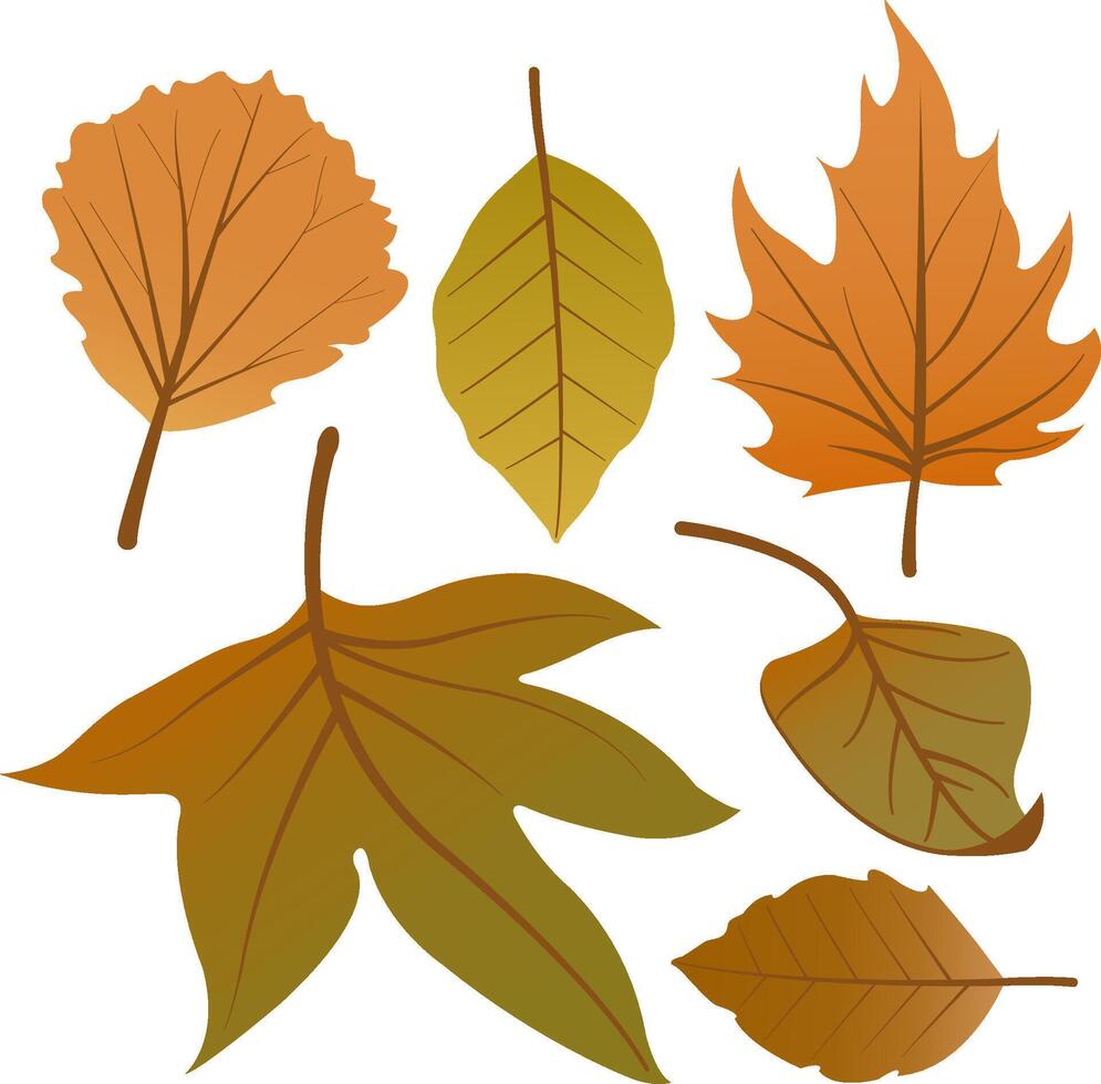 Fall foliage decoration from various fallen tree leaves. Collection of dry autumn plant and tree leaves set on white background. vector