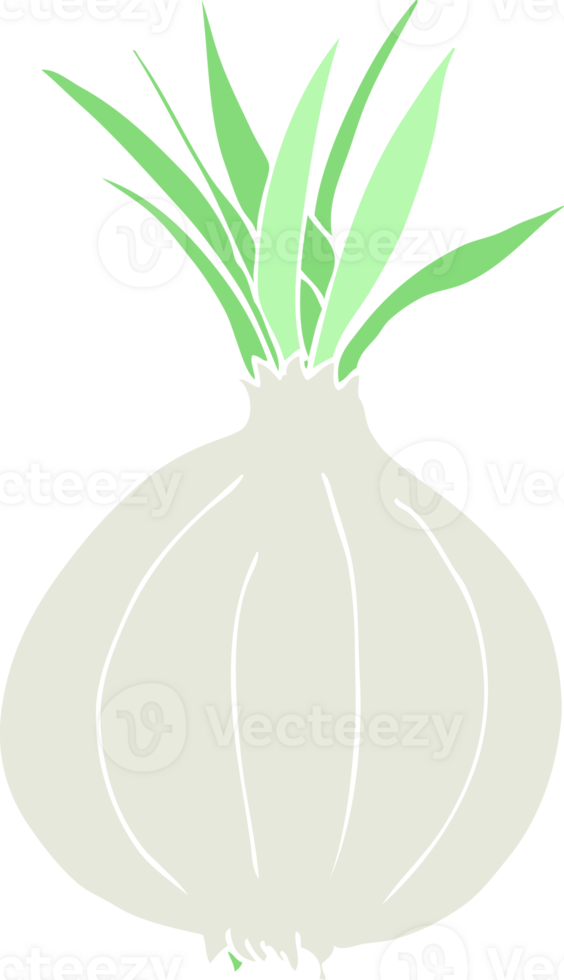 flat color illustration of onion png