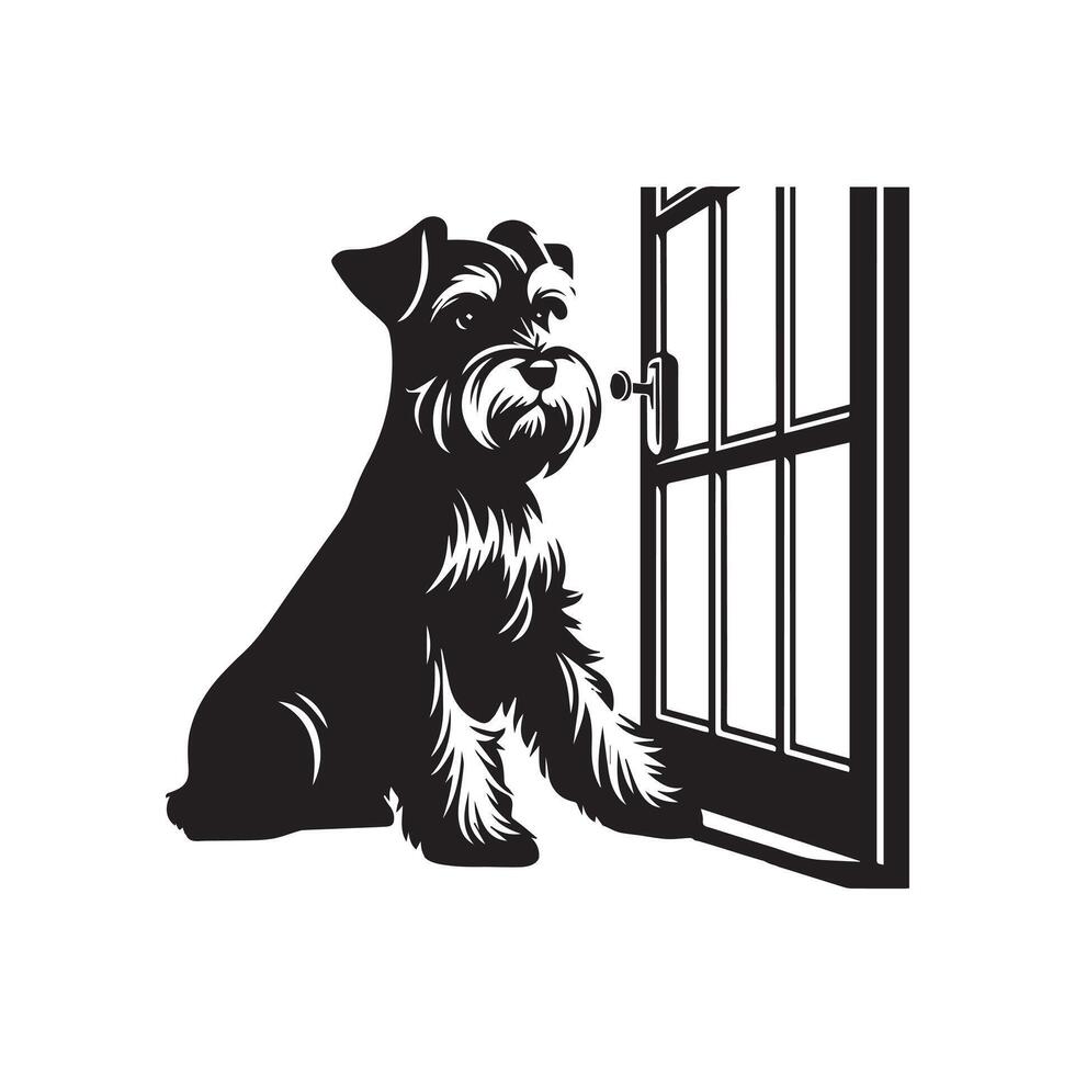 Curious Schnauzer Window illustration in black and white vector