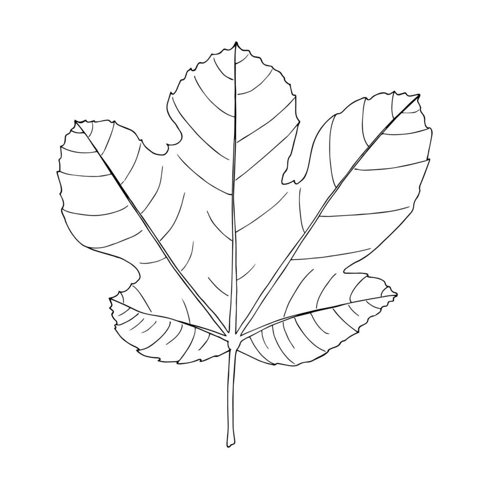 Fig tropical leaf hand drawn isolated element for design in black color vector