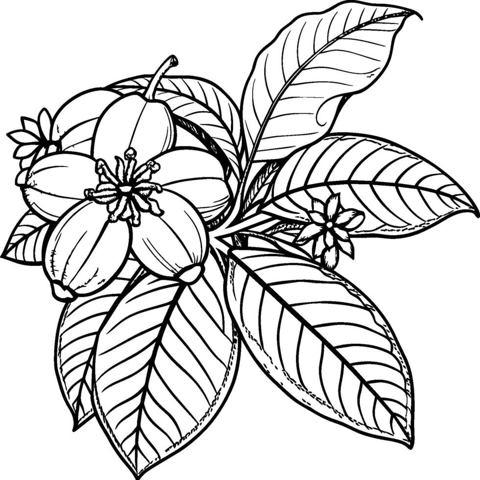Guava tree coloring pages. Tree outline for coloring book vector