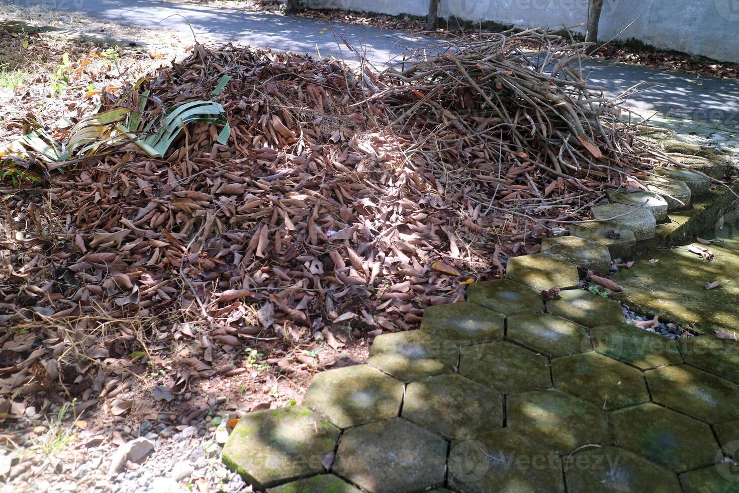 A pile of dry leaves from the rambutan tree photo