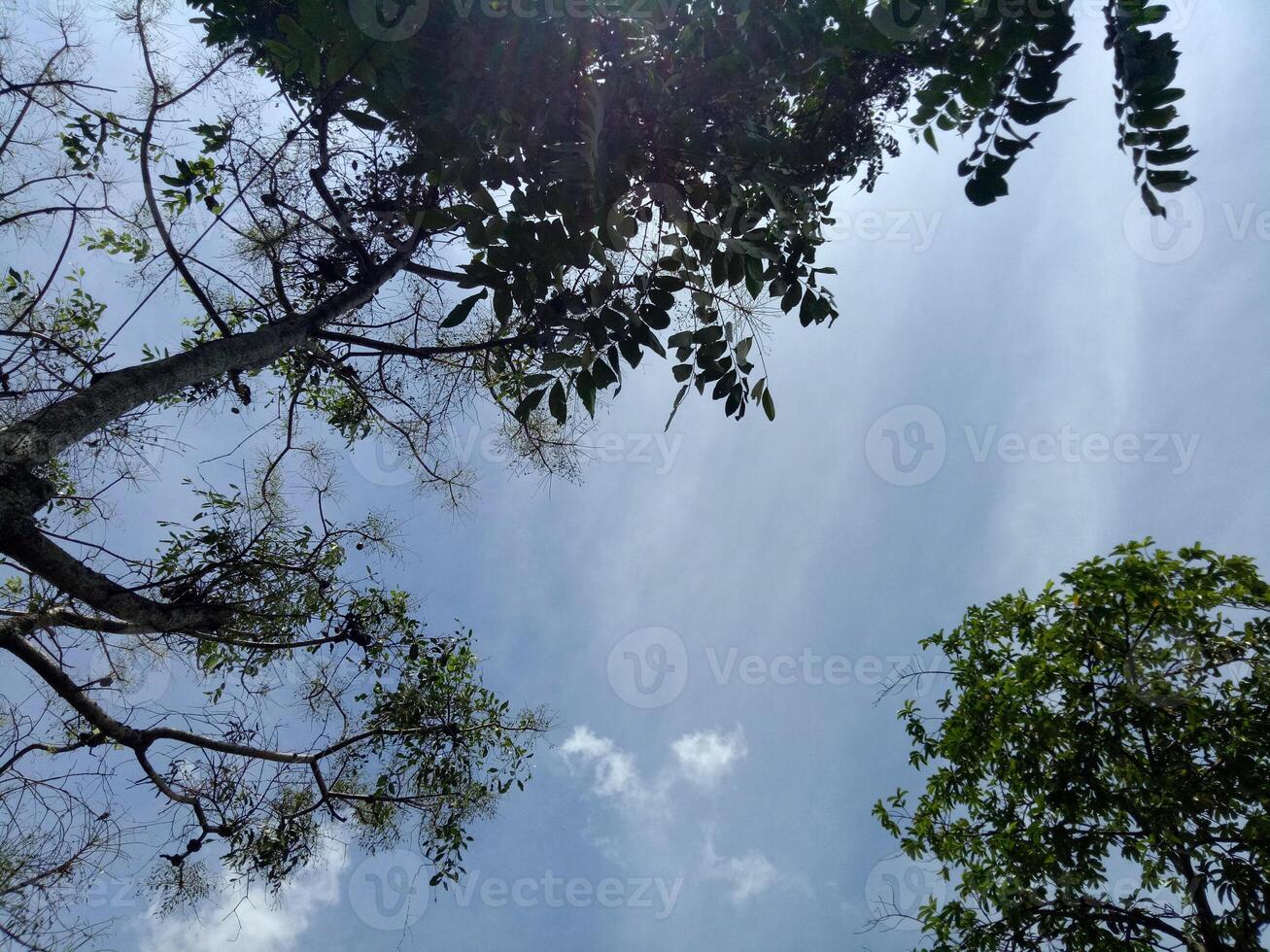 view of a clear sky during the day with several tree branches photo
