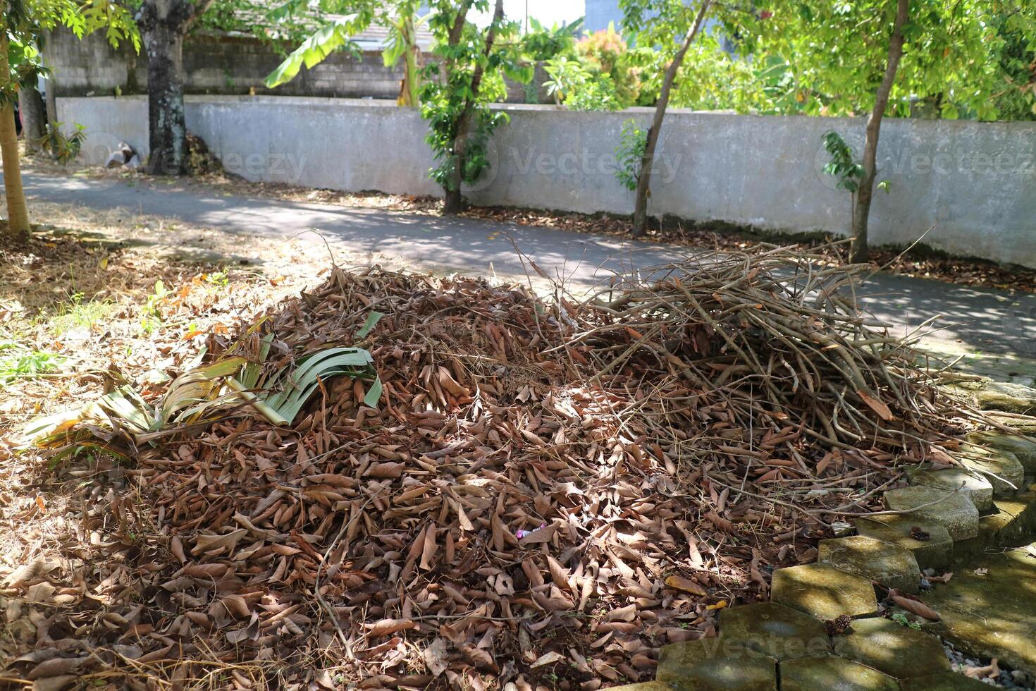 A pile of dry leaves from the rambutan tree photo