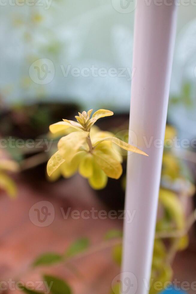 a shoot of the Lee Kwan Yew plant, light green in color. in the yard photo