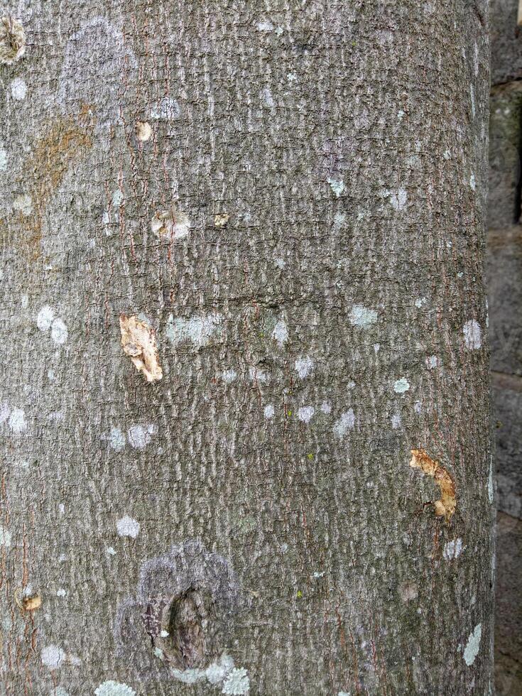 The texture of the tree trunk is brown with some fungal spots photo