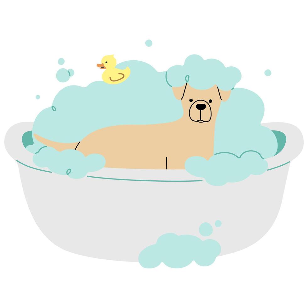 Pet Grooming Labrador single cute on a white background illustration. vector