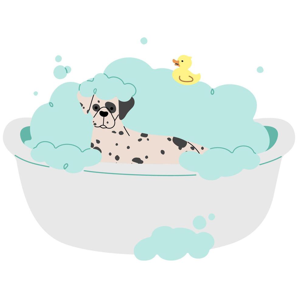 Pet Grooming Dalmatian on a white background illustration. vector
