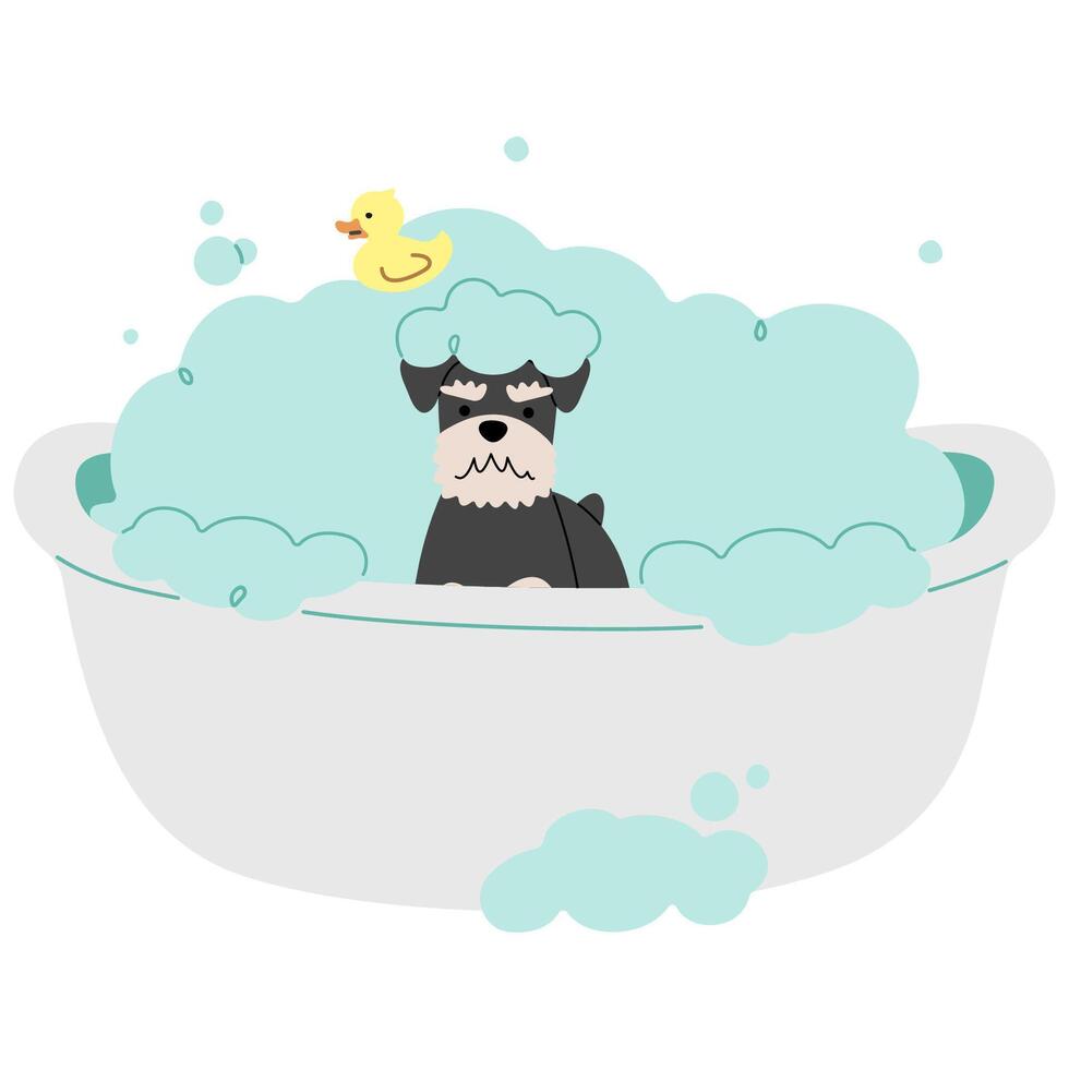 Pet Grooming single Schnauzer cute on a background illustration. vector