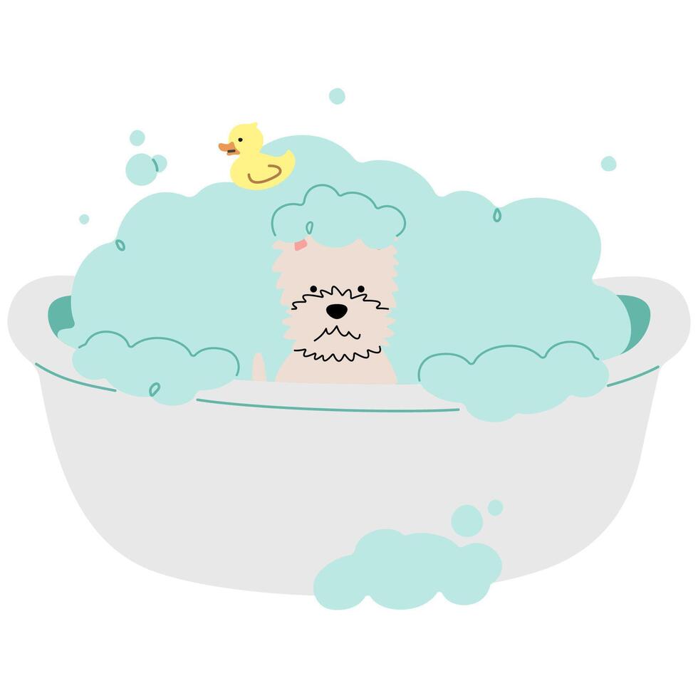 Pet Grooming West Highland White Terrier cute on a white background illustration. vector