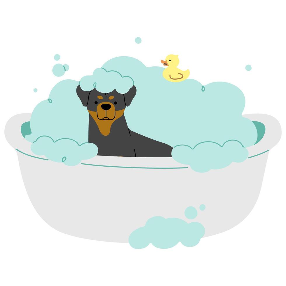 Pet Grooming Rottweiler cute on a white background illustration. vector