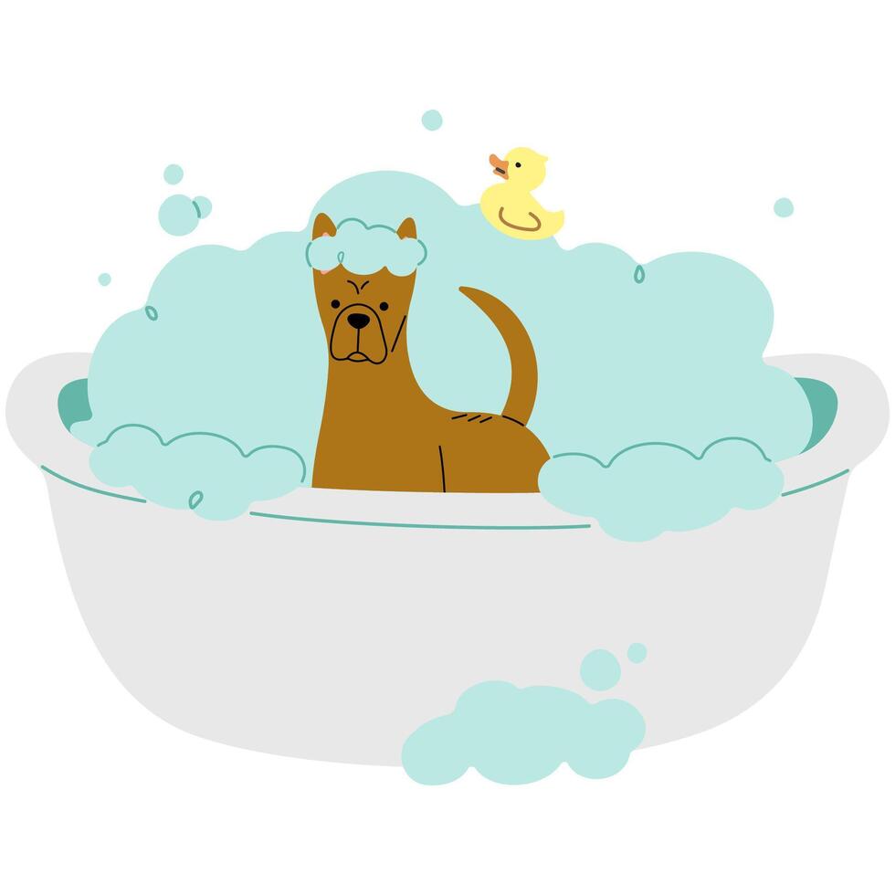 Pet Grooming Thai Ridgeback single cute on a white background illustration. vector
